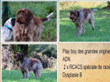 3 chiots m&acirc;les Griffon Korthals LOF &agrave; r&eacute;server