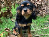 Chien m&acirc;le Cavalier King Charles noir et feu &agrave; vendre (LOF)