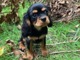 Chien m&acirc;le Cavalier King Charles noir et feu &agrave; vendre (LOF)