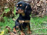 Chien m&acirc;le Cavalier King Charles noir et feu &agrave; vendre (LOF)