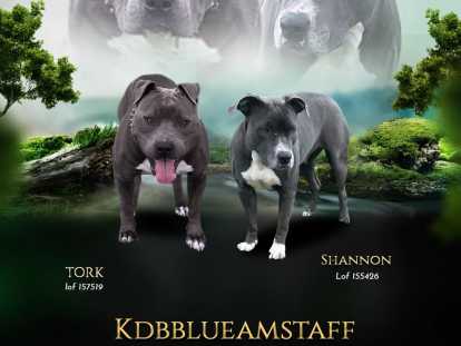 Chiots American Staffordshire Terrier &agrave; na&icirc;tre