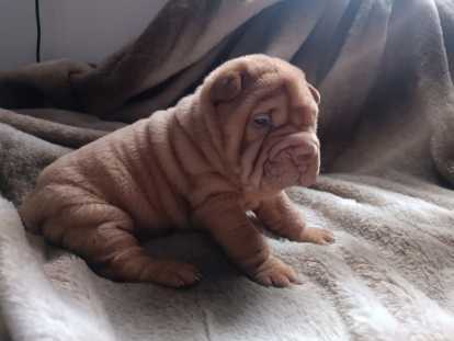 Chiots Shar-Pe&iuml; &agrave; vendre