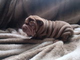 Chiots Shar-Pe&iuml; &agrave; vendre