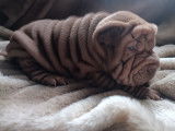 Chiots Shar-Pe&iuml; &agrave; vendre
