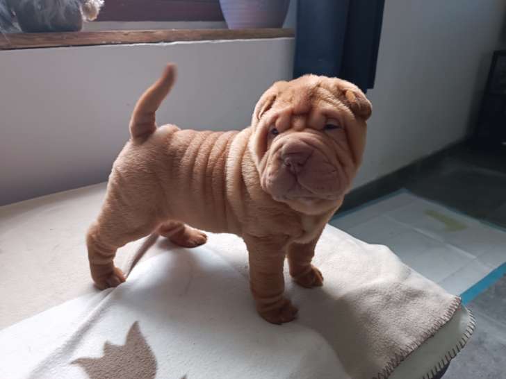 Chiots Shar-Peï à vendre