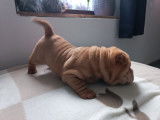 Chiots Shar-Peï à vendre