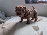 Chiots Shar-Peï à vendre