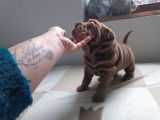Chiots Shar-Peï à vendre