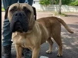 Chienne Bullmastiff de 6 ans en attente d'adoption