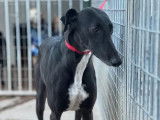 Chien Lévrier Espagnol noir avec marque blanche à accueillir