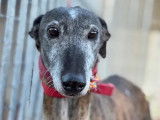 Adoption disponible : chienne Lévrier Espagnol de 10 ans