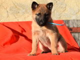 2 chiots Berger Belge Malinois LOF à réserver