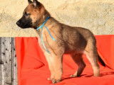 2 chiots Berger Belge Malinois LOF &agrave; r&eacute;server