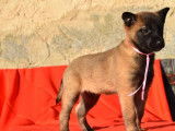 2 chiots Berger Belge Malinois LOF &agrave; r&eacute;server