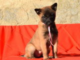 2 chiots Berger Belge Malinois LOF &agrave; r&eacute;server