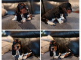 5 chiots Basset Hound à vendre (LOF)