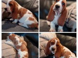 5 chiots Basset Hound &agrave; vendre (LOF)