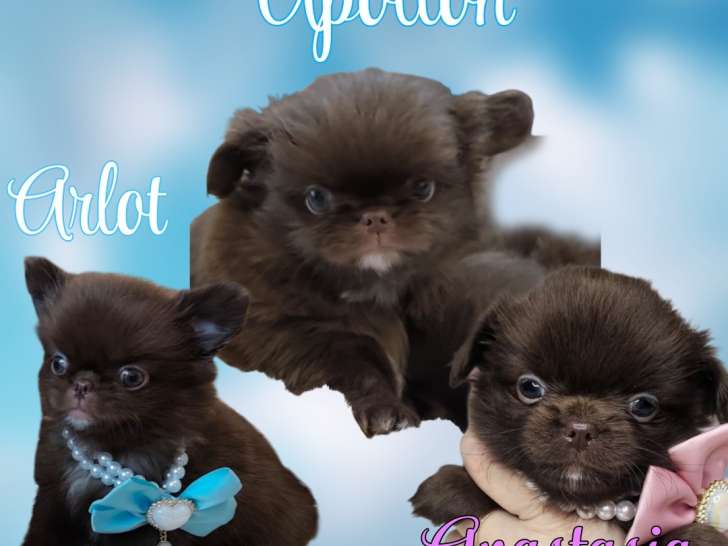 Chiots Chihuahua à vendre