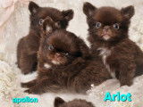 Chiots Chihuahua &agrave; vendre
