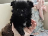 Chiot Pomchi &agrave; vendre