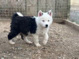 10 chiots La&iuml;ka de Yakoutie LOF &agrave; vendre