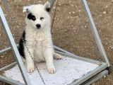 10 chiots La&iuml;ka de Yakoutie LOF &agrave; vendre