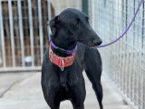 À adopter : chienne Galgo de 3 ans