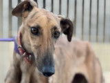 Disponible à l'adoption : chienne Galgo de couleur bringée