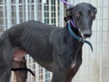 En attente d'adoption : chien Galgo noir