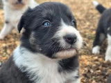 Chiots Border Collie &agrave; r&eacute;server (LOF)