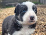 Chiots Border Collie &agrave; r&eacute;server (LOF)