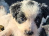 À réserver, des chiots Border Collie LOF