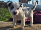 &Agrave; r&eacute;server, des chiots Border Collie LOF