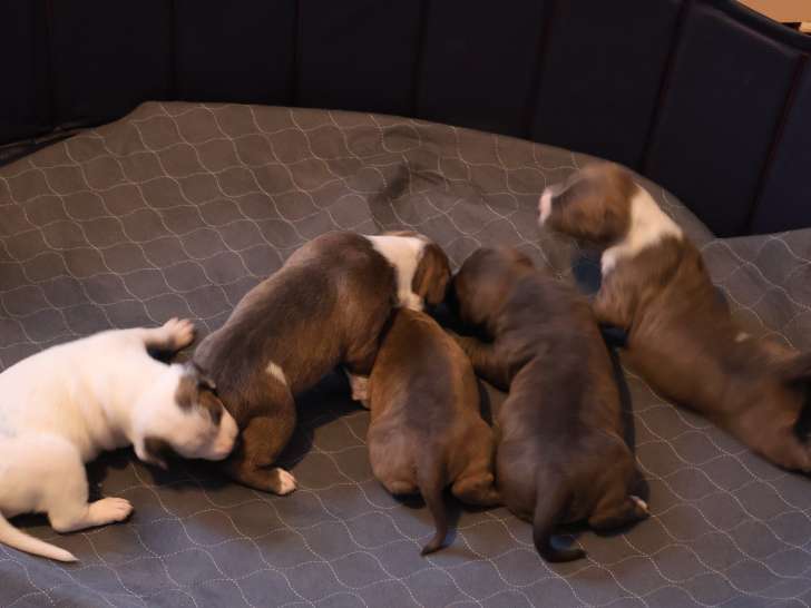 Chiots American Bully XL croisés American Staffordshire Terrier à vendre