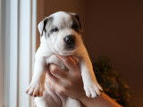 Chiots American Bully XL croisés American Staffordshire Terrier à vendre