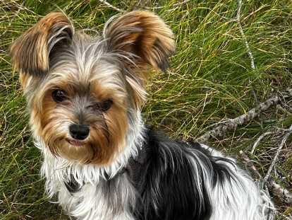 M&acirc;le Biewer Yorkshire disponible pour saillie