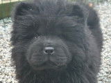 1 chiot femelle Chow Chow LOF n&eacute; en octobre 2025 &agrave; vendre