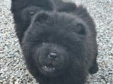 1 chiot femelle Chow Chow LOF n&eacute; en octobre 2025 &agrave; vendre