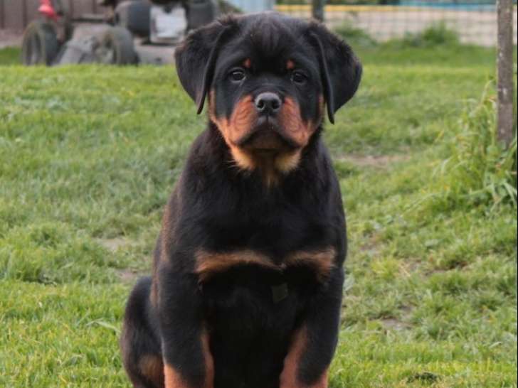 2 chiots Rottweilers LOF nés en octobre 2025 disponibles à la vente
