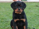 2 chiots Rottweilers LOF nés en octobre 2025 disponibles à la vente