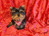 1 chiot m&acirc;le Yorkshire Terrier LOF &agrave; vendre