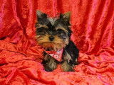 1 chiot m&acirc;le Yorkshire Terrier LOF &agrave; vendre