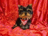 1 chiot m&acirc;le Yorkshire Terrier LOF &agrave; vendre