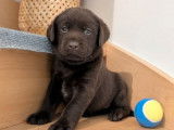 9 chiots Labradors chocolat LOF &agrave; r&eacute;server