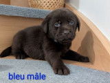 9 chiots Labradors chocolat LOF &agrave; r&eacute;server