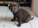 9 chiots Labradors chocolat LOF &agrave; r&eacute;server