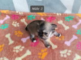 2 chiots m&acirc;les Chihuahuas LOF &agrave; r&eacute;server