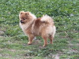 Chiot m&acirc;le Spitz Allemand LOF &agrave; vendre