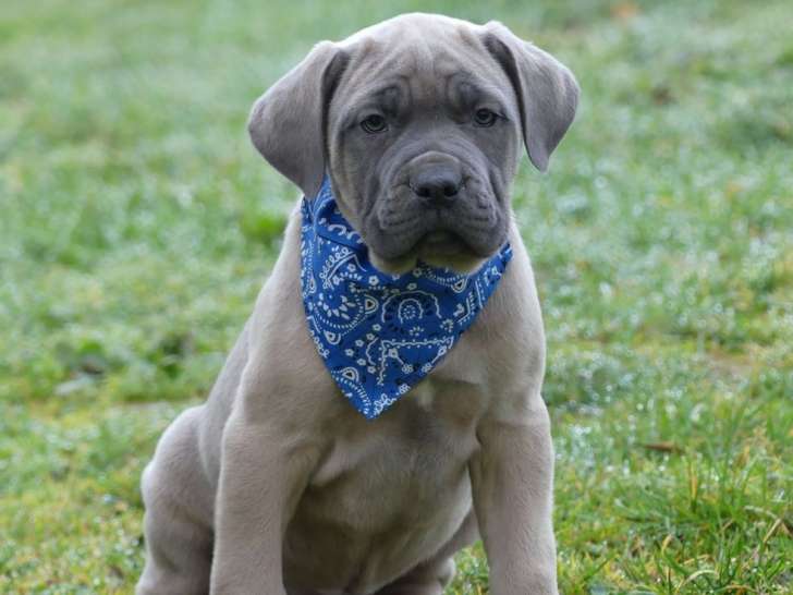 7 chiots Cane Corso LOF nés en octobre 2025 à vendre