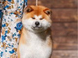1 chien Akita Inu LOF n&eacute; en mai 2024 disponible &agrave; la vente